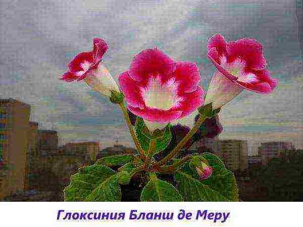 the best varieties of gloxinia