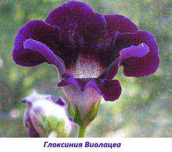 the best varieties of gloxinia