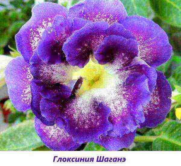 the best varieties of gloxinia