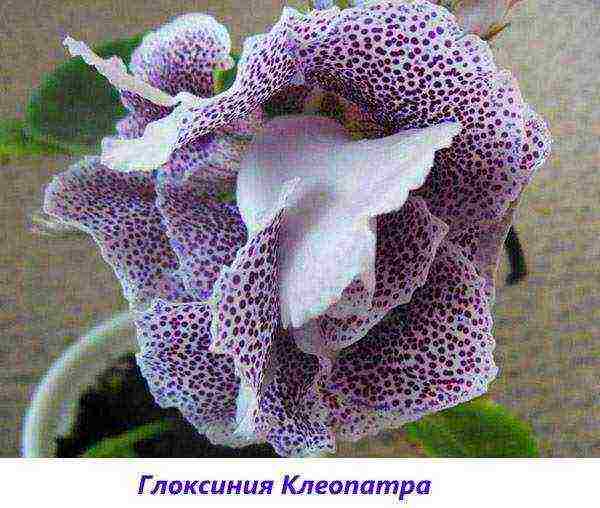 the best varieties of gloxinia