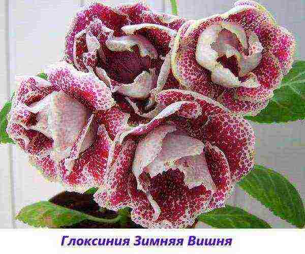 the best varieties of gloxinia