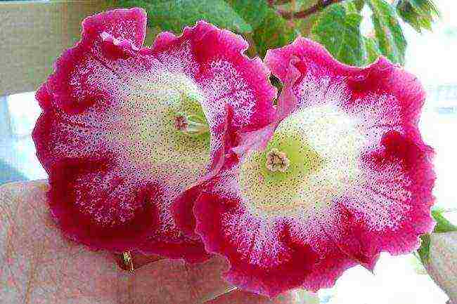 the best varieties of gloxinia