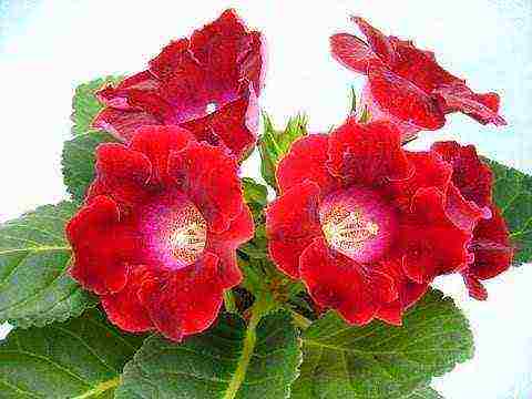 the best varieties of gloxinia