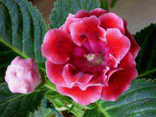 the best varieties of gloxinia