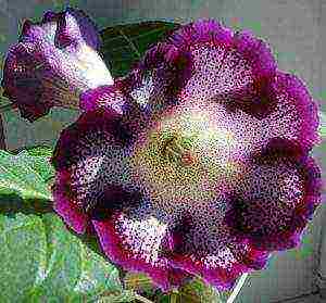 the best varieties of gloxinia