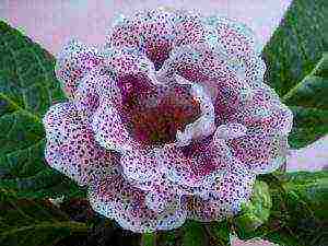 the best varieties of gloxinia