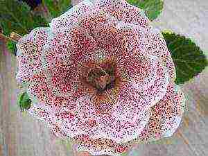 the best varieties of gloxinia