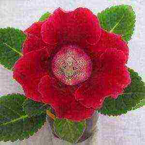 the best varieties of gloxinia