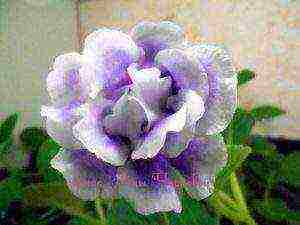 the best varieties of gloxinia