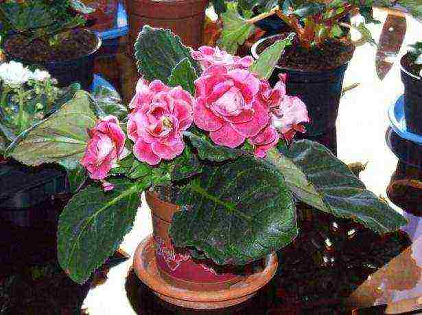 the best varieties of gloxinia