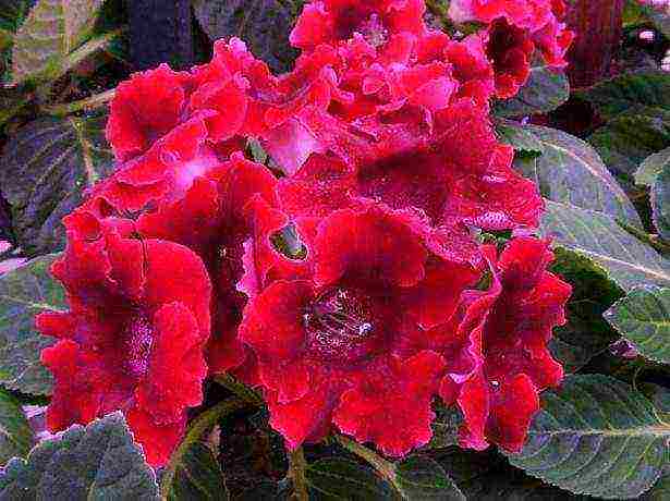 the best varieties of gloxinia