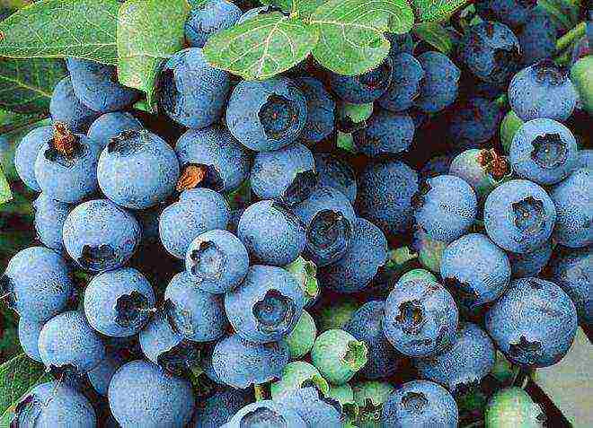 the best varieties of garden blueberries