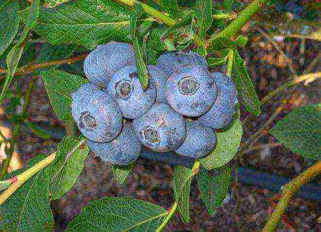 the best varieties of garden blueberries