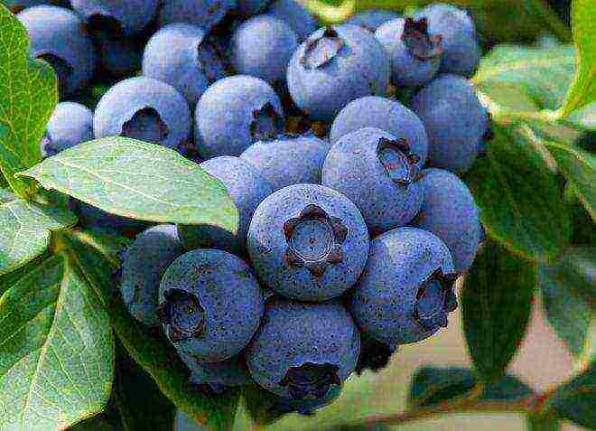 the best varieties of garden blueberries