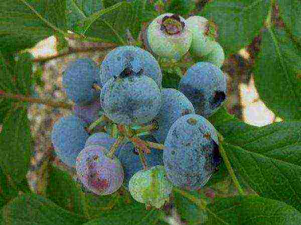 the best varieties of garden blueberries