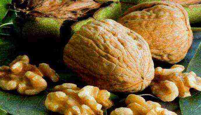 the best varieties of walnuts