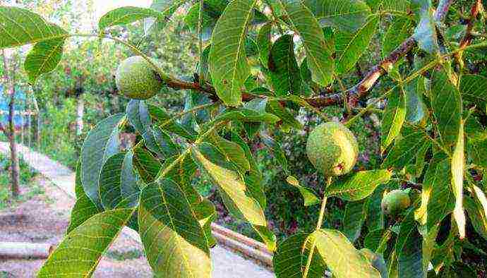 ang pinakamahusay na mga pagkakaiba-iba ng mga walnuts