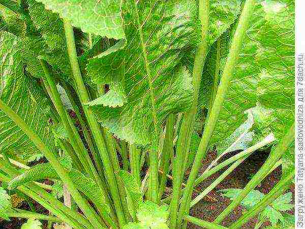 the best horseradish varieties