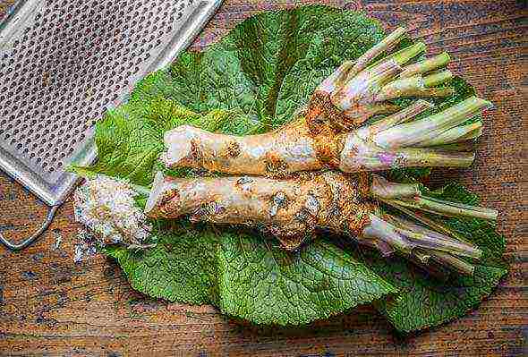 the best horseradish varieties