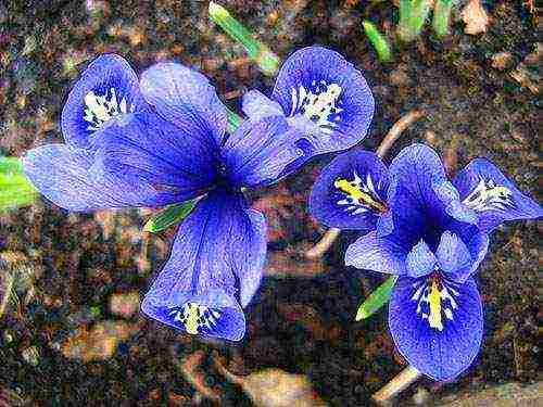 the best varieties of irises
