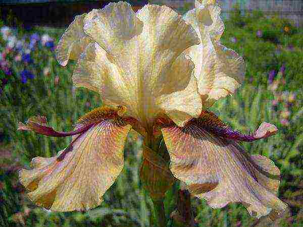 the best varieties of irises