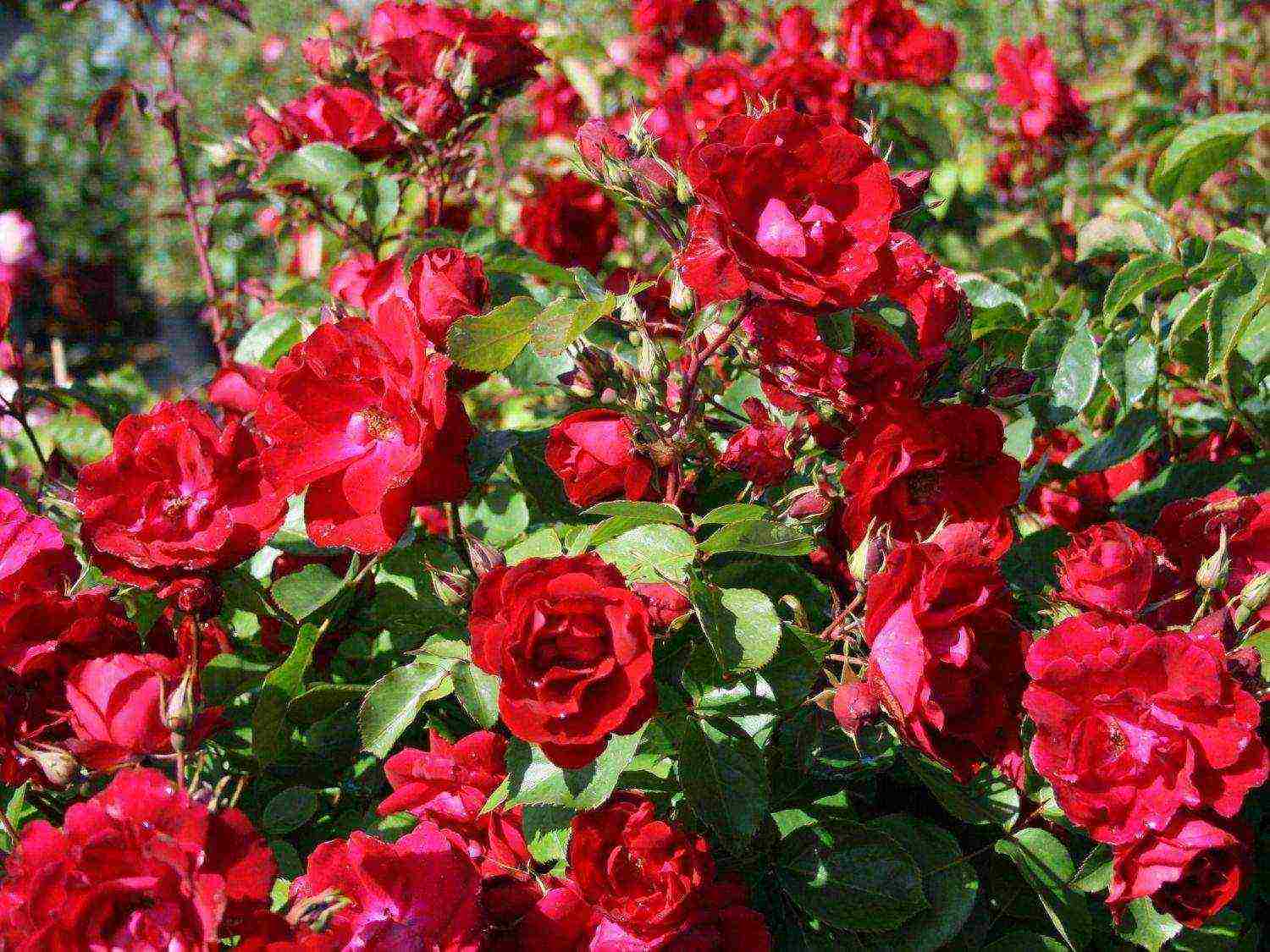 the best varieties of Canadian roses