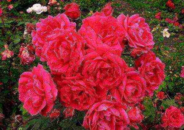 the best varieties of Canadian roses