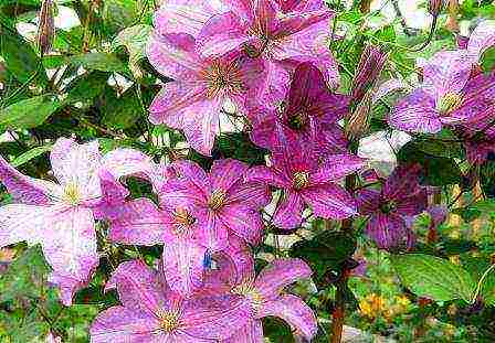 the best varieties of clematis