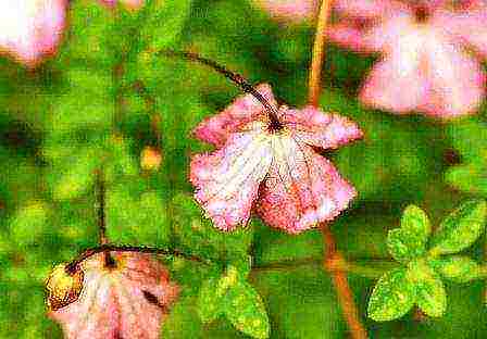 ang pinakamahusay na pagkakaiba-iba ng clematis