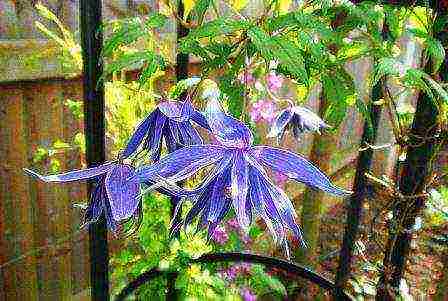 the best varieties of clematis