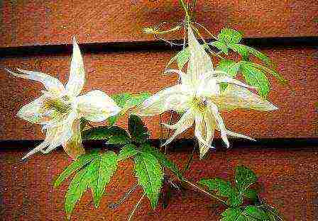 the best varieties of clematis