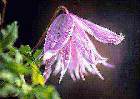 the best varieties of clematis