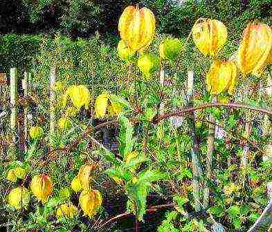 ang pinakamahusay na pagkakaiba-iba ng clematis