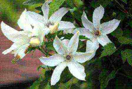 the best varieties of clematis