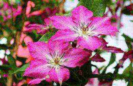 the best varieties of clematis