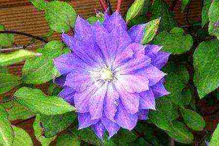 the best varieties of clematis