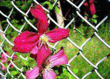 the best varieties of clematis