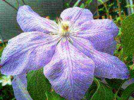 the best varieties of clematis