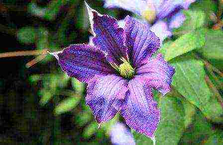 the best varieties of clematis