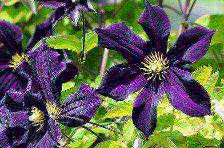 the best varieties of clematis