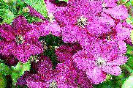 the best varieties of clematis