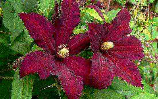 the best varieties of clematis