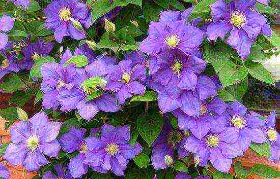 the best varieties of clematis