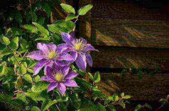 the best varieties of clematis