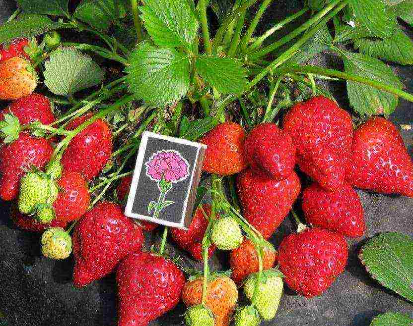 the best varieties of early strawberries
