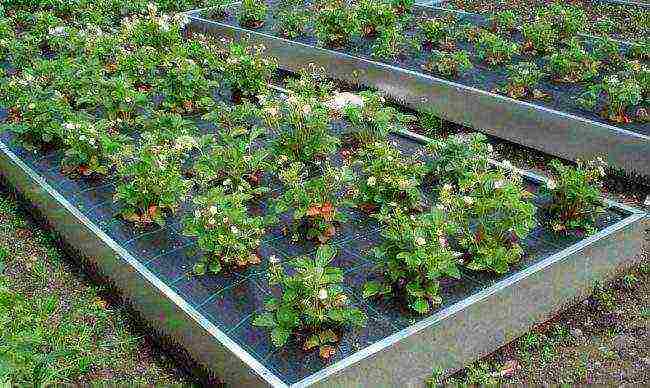 the best varieties of early strawberries