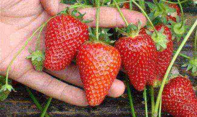 ang pinakamahusay na mga pagkakaiba-iba ng maagang mga strawberry