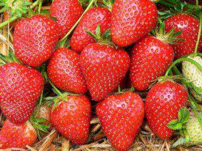 the best varieties of early strawberries