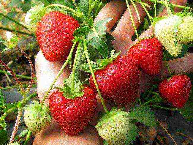 the best varieties of early strawberries