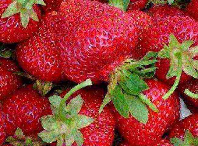 ang pinakamahusay na mga pagkakaiba-iba ng maagang mga strawberry